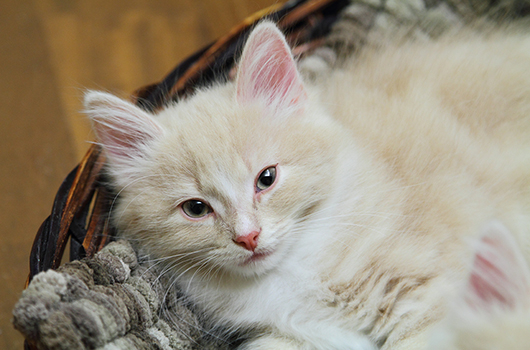 chat dans son panier