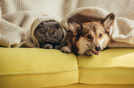 chat et chien sur canapé