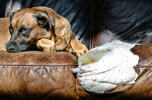 un chien qui a détruit un canapé